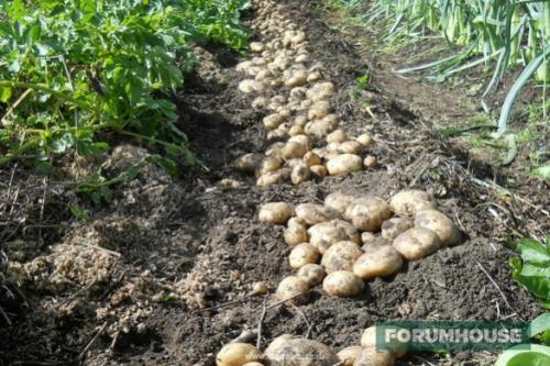 Обеззараживание земли перед посадкой картофеля. Как вырастить ранний картофель