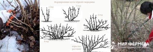 Надо ли поливать смородину осенью. Уход за смородиной осенью и подготовка к зиме 08