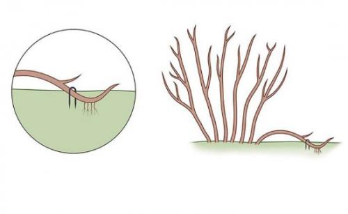 Размножение малины верхушечными отводками. Легче не бывает, или размножение малины отводками