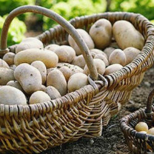 Технология выращивания картофеля. Как вырастить хороший урожай картофеля