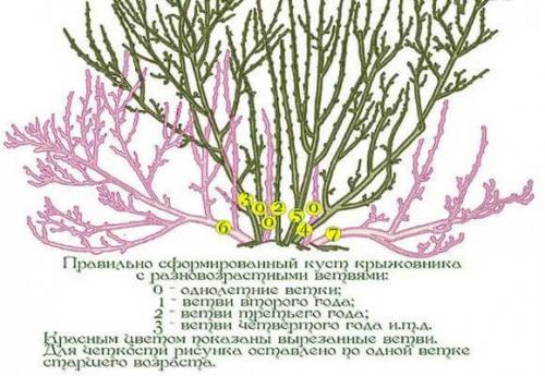 Обрезка крыжовника в августе. Когда обрезать кусты крыжовника