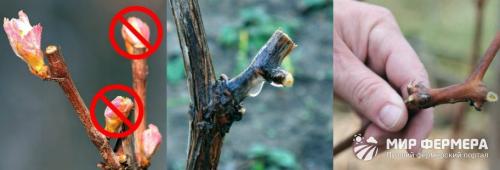 Когда обрезать виноград весной на Кубани. Обрезка винограда весной