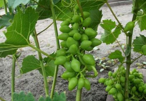 Как правильно посадить виноград на Кубани. Преимущества осенней посадки винограда и его укрытие на зиму 
