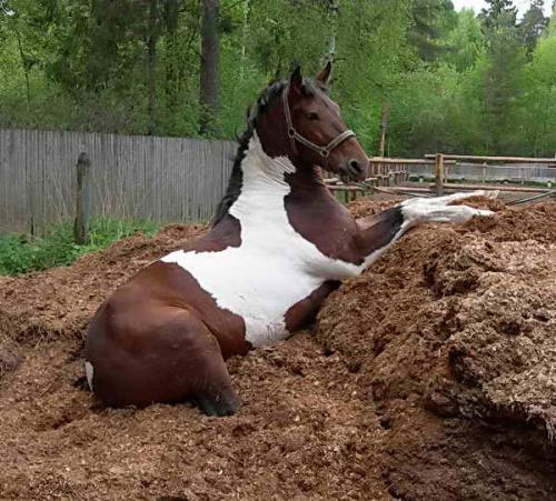 Конский навоз жидкий концентрированный. Доза раствора жидкого концентрата конского навоза для правильного выращивания ранних овощей