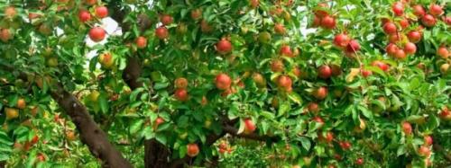 Как заставить плодоносить колоновидную яблоню. Полное отсутствие плодоношения