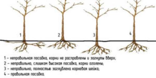 Посадка яблони осенью. Непосредственная посадка