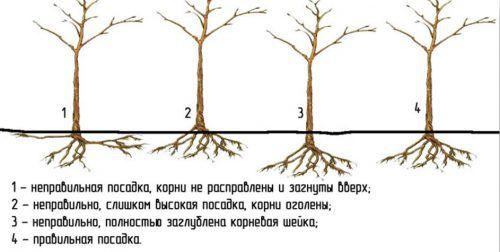 Правильная посадка груши осенью. Технология посадки