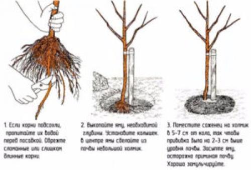 Посадка яблони осенью. Непосредственная посадка