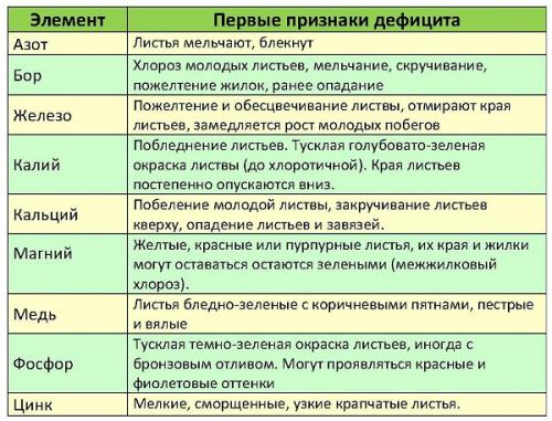 Загущенная колоновидная яблоня. Как вырастить?