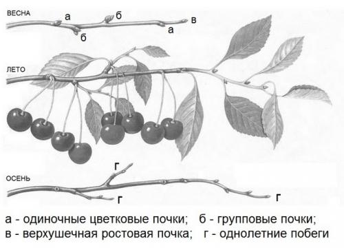 Как пересадить войлочную вишню осенью. Посадка и уход за войлочной вишней 04