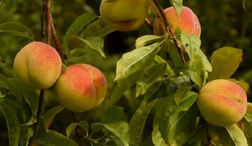 Сорта персиков для Средней полосы России с фото и описанием