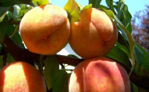 Сорта персиков для Средней полосы России с фото и описанием