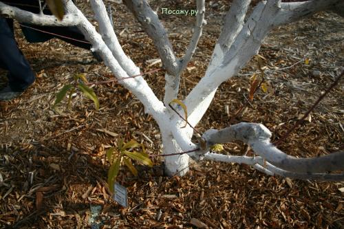 Заливка деревьев на зиму. Осеняя подготовка плодовых деревьев к зиме