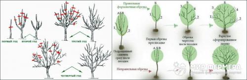 Осенние работы с яблонями. Уход за яблонями осенью: важные моменты 06