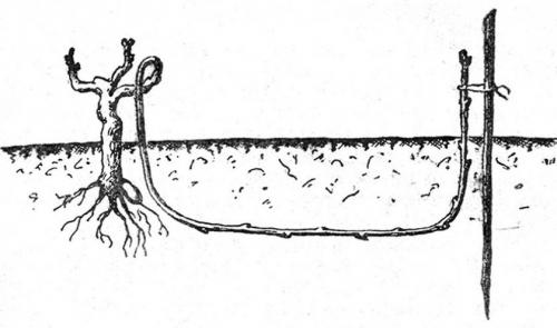 Когда пересаживать отводки винограда. Способы пересадки винограда