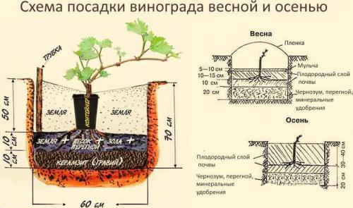 Правильная пересадка винограда. Когда пересаживать виноград