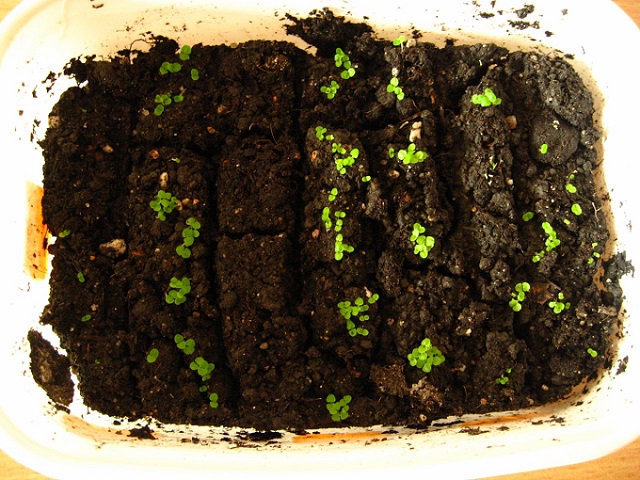 глоксиния семенами выращивание