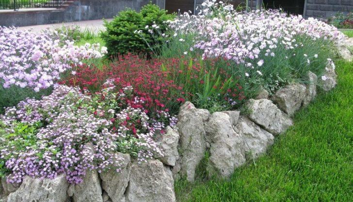 Альпийская гвоздика Dianthus alpinus