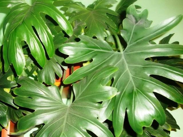 Филодендрон Селло (Philodendron selloum)