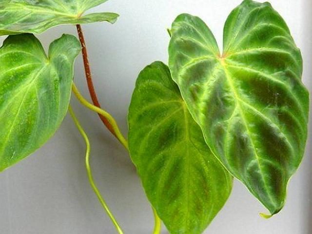 Филодендрон бородавчатый (Philodendron verrucosum)