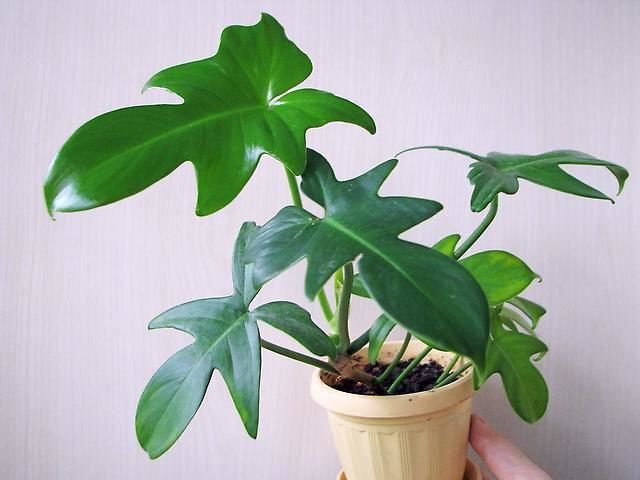 Филодендрон гитаровидный (Philodendron panduriforme)