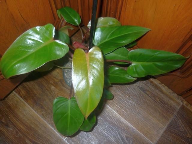 Филодендрон краснеющий (Philodendron erubescens)