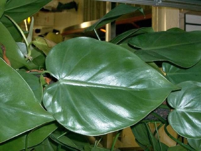 Филодендрон плющевидный (Philodendron hederaceum)