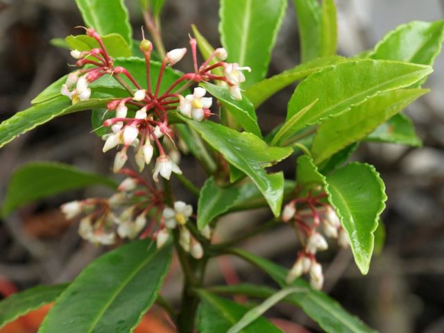 Ардизия городчатая (Ardisia crenata)