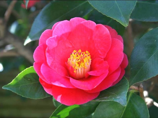 Камелия японская (Camellia japonica)