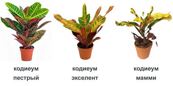 Кодиеум пестрый (codiaeum variegatum)