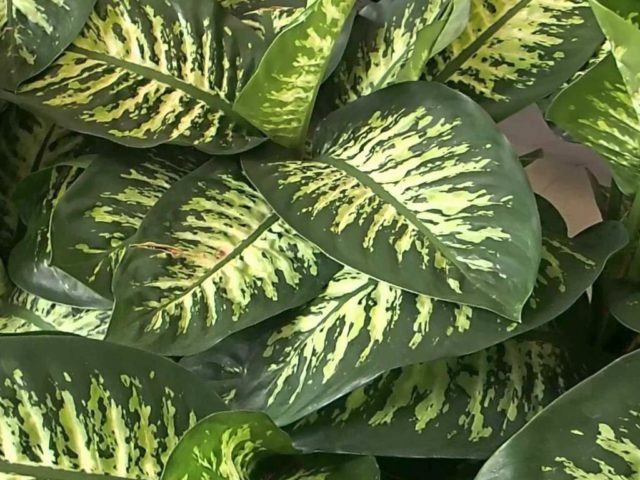 Dieffenbachia maculata