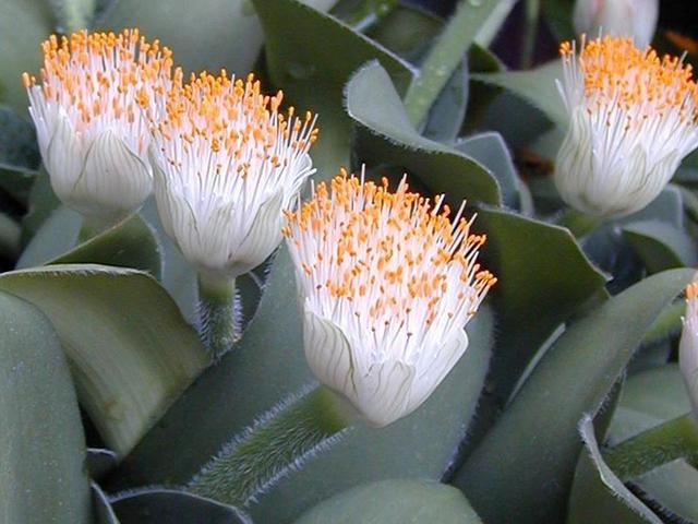 Гемантус белоцветковый (Haemanthus albiflos)