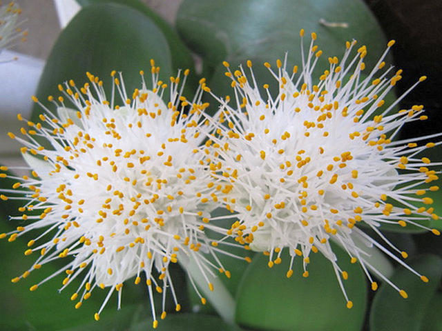 Гемантус белоцветковый (Haemanthus albiflos)