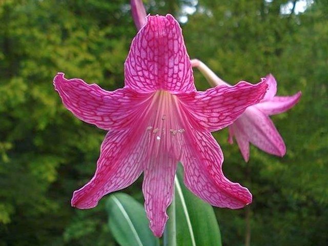 Гиппеаструм сетчатый (Hippeastrum reticulatum var. striatifolium)