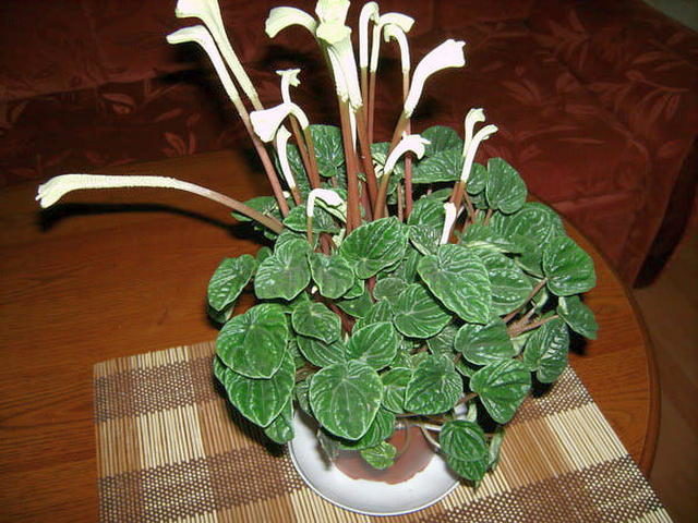 Пеперомия сморщенная (Peperomia caperata)