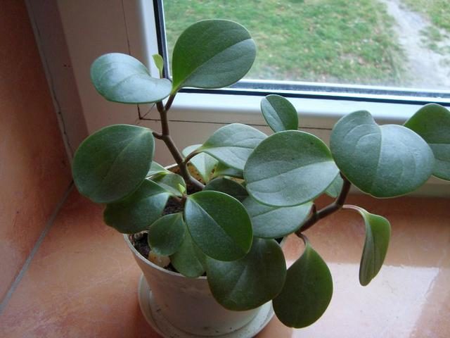 Пеперомия магнолиелистная (Peperomia magnoliaefolia)