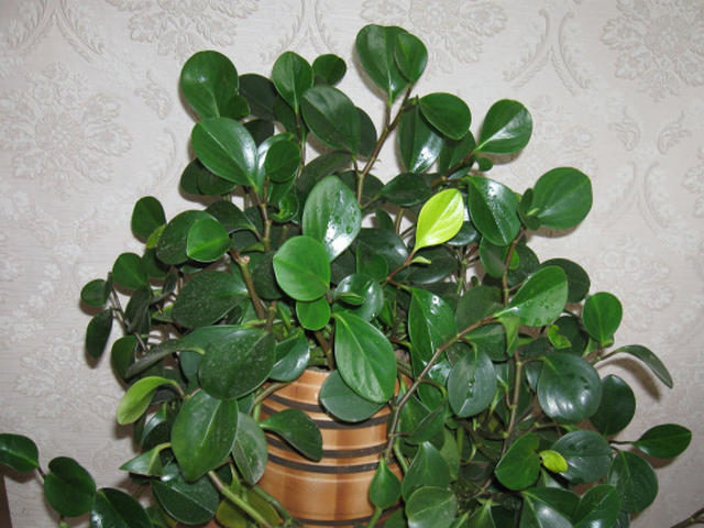 Пеперомия туполистная (Peperomia obtusifolia)