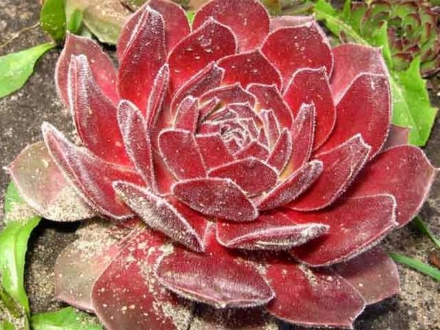 Молодило мраморное (Sempervivum marmoreum)