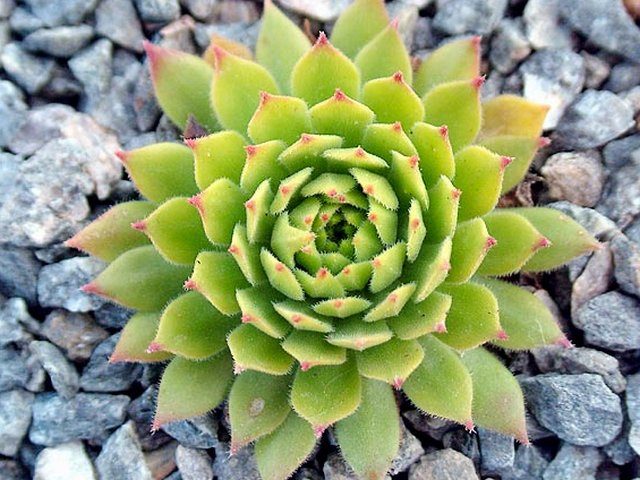 Молодило горное (Sempervivum montanum)