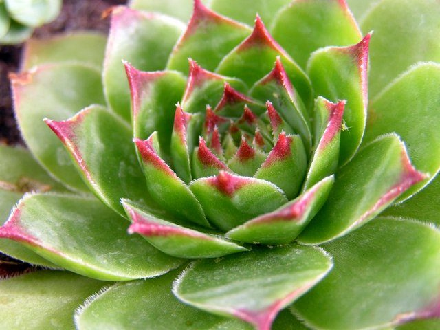 Молодило кровельное (Sempervivum tectorum)