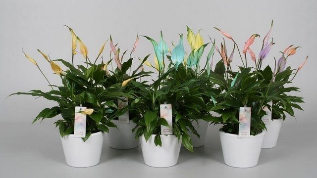 Спатифиллум Шопен (Spathiphyllum Chopin)