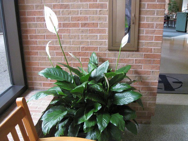 Спатифиллум обильноцветущий (Spathiphyllum floribundum)