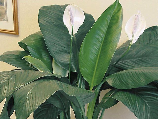 Спатифиллум Сенсация (Spathiphyllum Sensation)