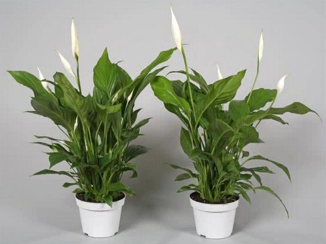 Спатифиллум Штраус (Spathiphyllum Strauss)