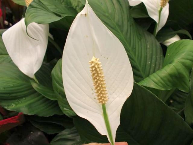 Спатифиллум Уоллиса (Spathiphyllum wallisii)