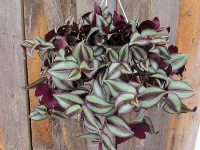 Традесканция зебрина (Tradescantia zebrina)